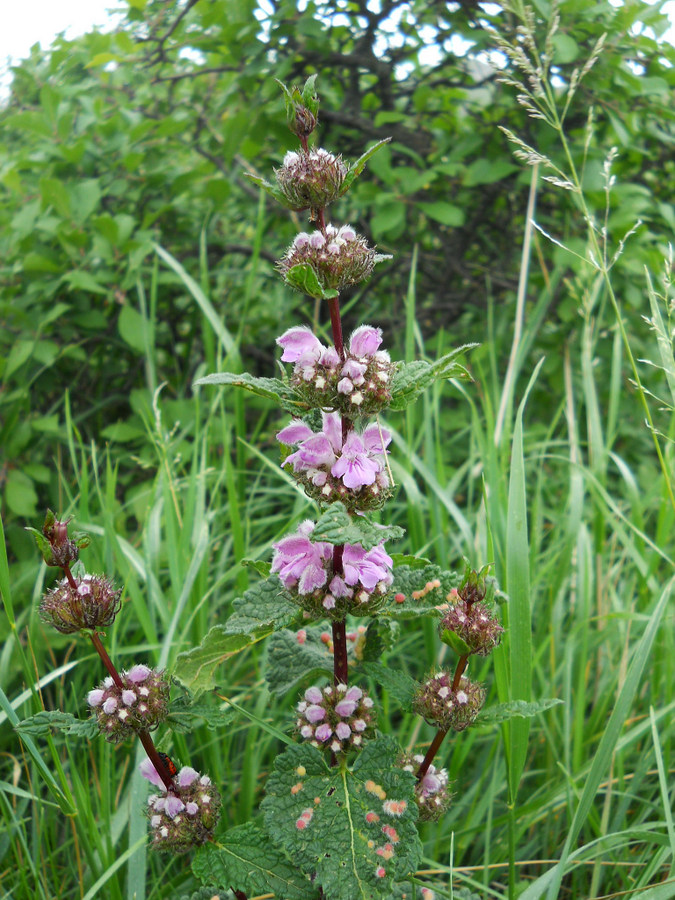 Изображение особи Phlomoides tuberosa.