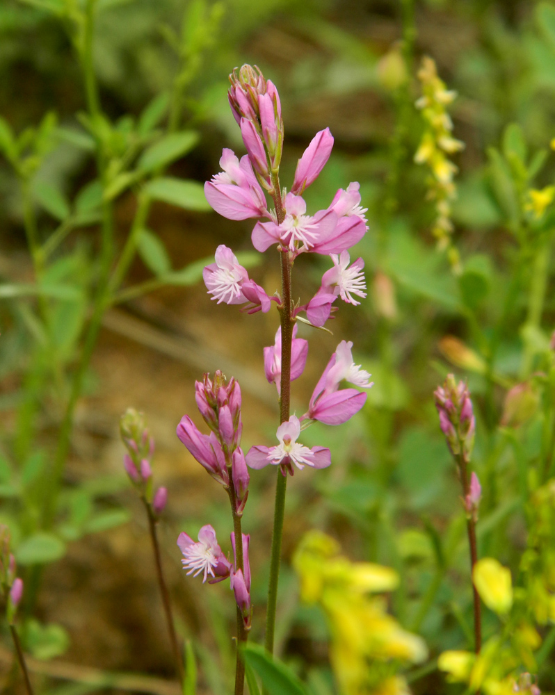 Изображение особи Polygala cretacea.