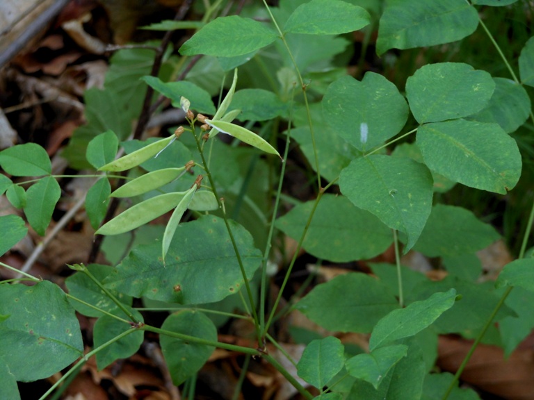 Изображение особи Vicia subrotunda.