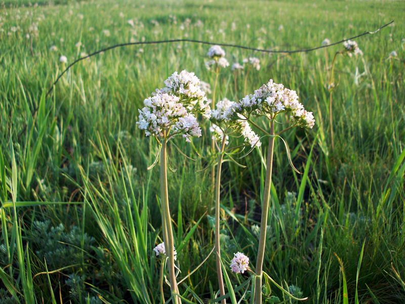 Изображение особи Valeriana tuberosa.