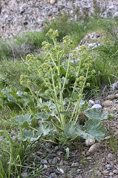 Image of Crambe kotschyana specimen.