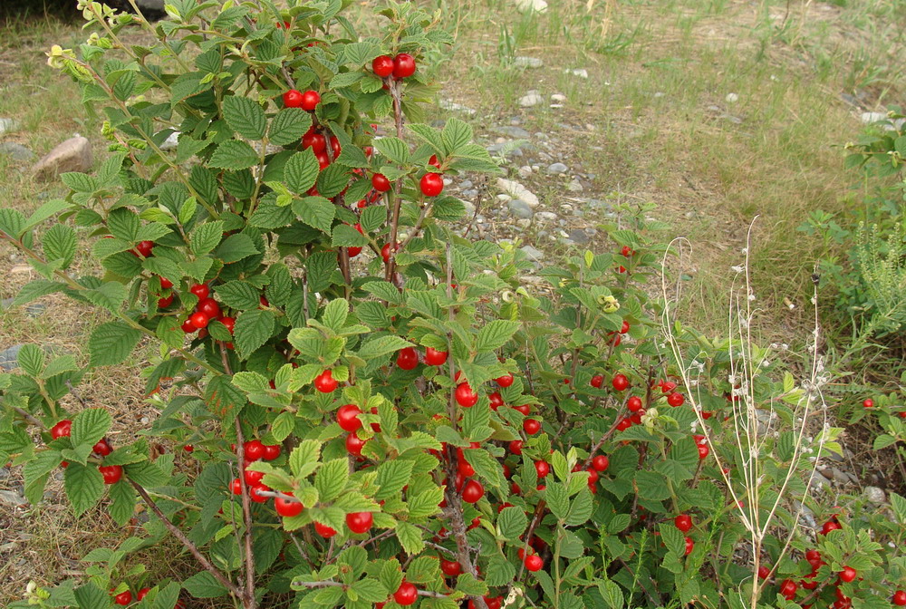 Image of Cerasus tomentosa specimen.