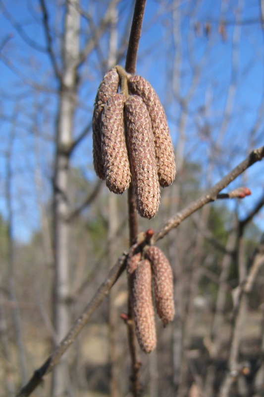 Image of Corylus avellana specimen.