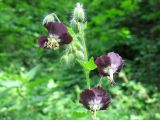 Geranium phaeum