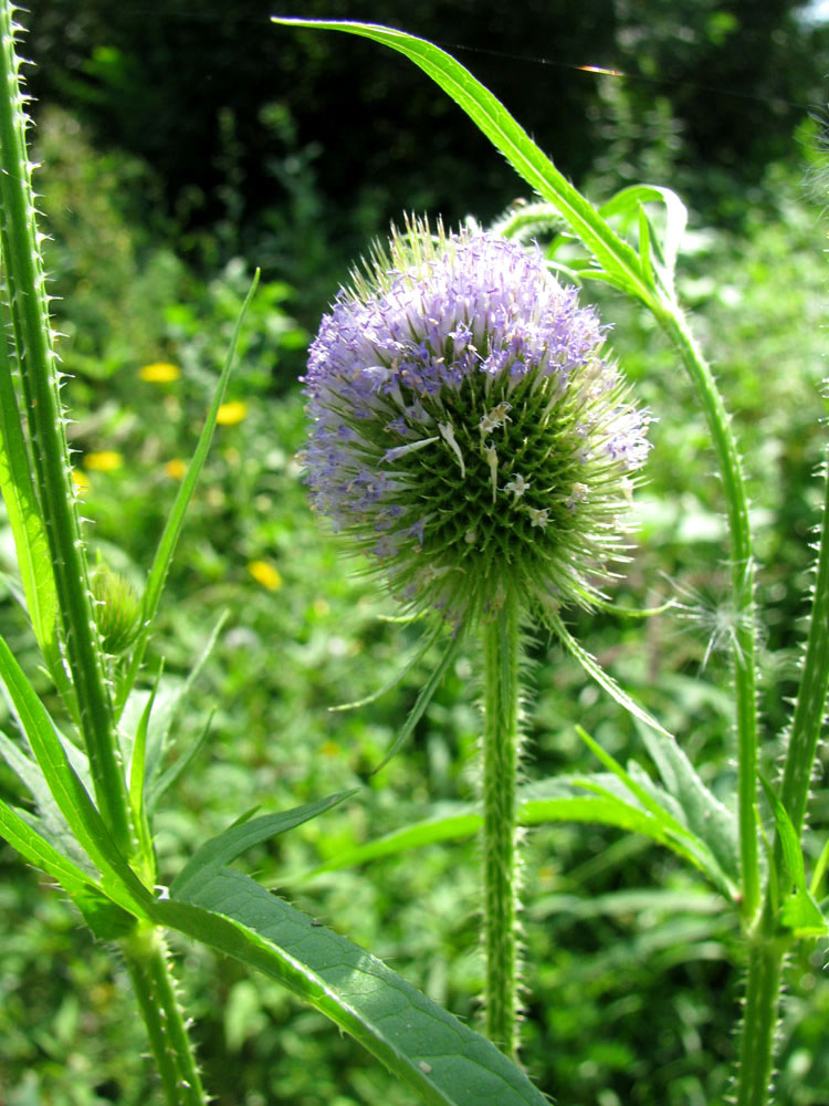 Image of Dipsacus gmelinii specimen.