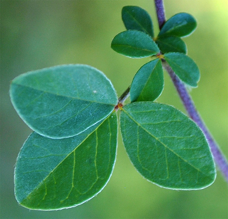 Изображение особи Argyrolobium biebersteinii.