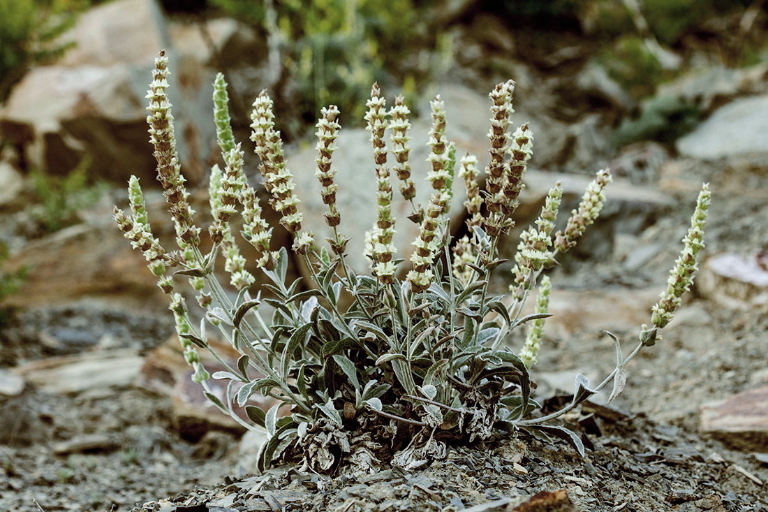 Изображение особи Sideritis euxina.