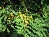 Thuja occidentalis. Ветвь с шишками. Австрия, Вена, площадь Марии Терезии. 10.09.2012.