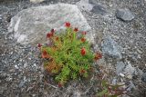 Rhodiola quadrifida
