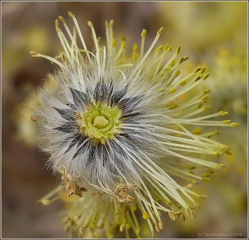 Изображение особи Salix cinerea.