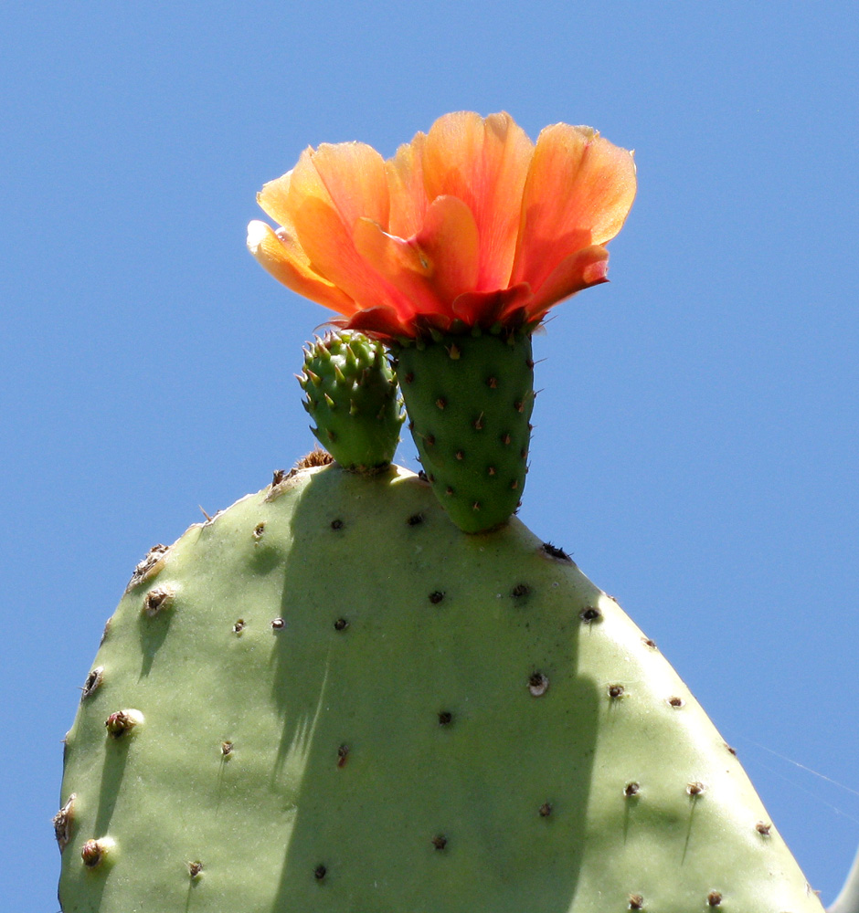 Изображение особи Opuntia ficus-indica.