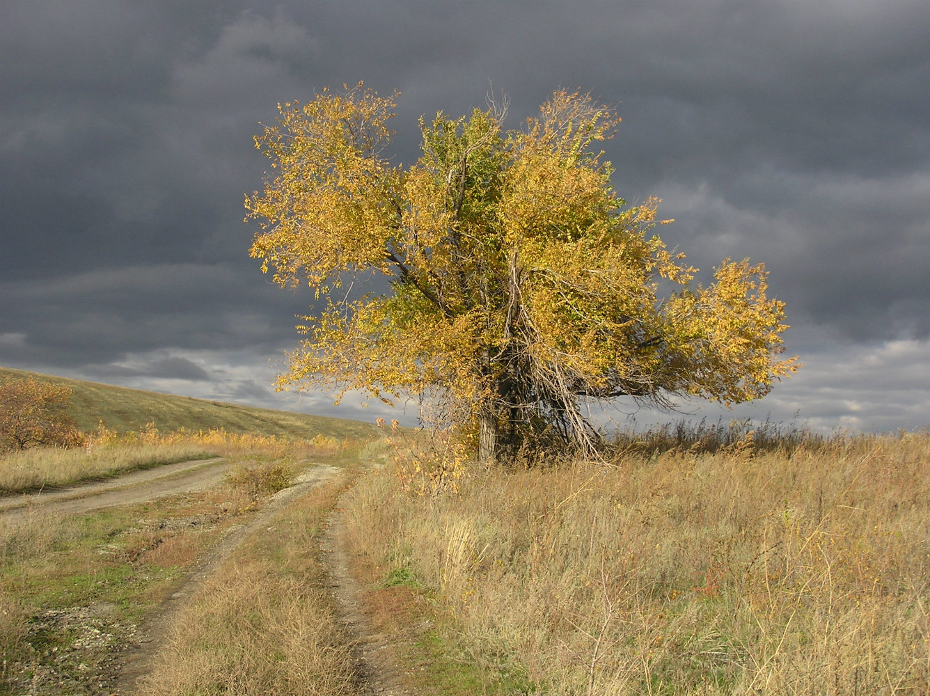 Изображение особи Ulmus pumila.