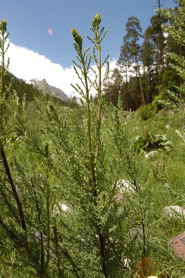 Изображение особи Myricaria bracteata.