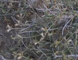 Satureja macrantha