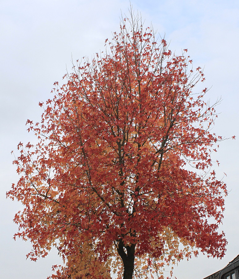 Image of Liquidambar styraciflua specimen.