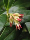 Sarcococca hookeriana var. digyna