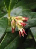 Sarcococca variety digyna