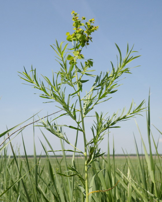 Изображение особи Euphorbia virgata.