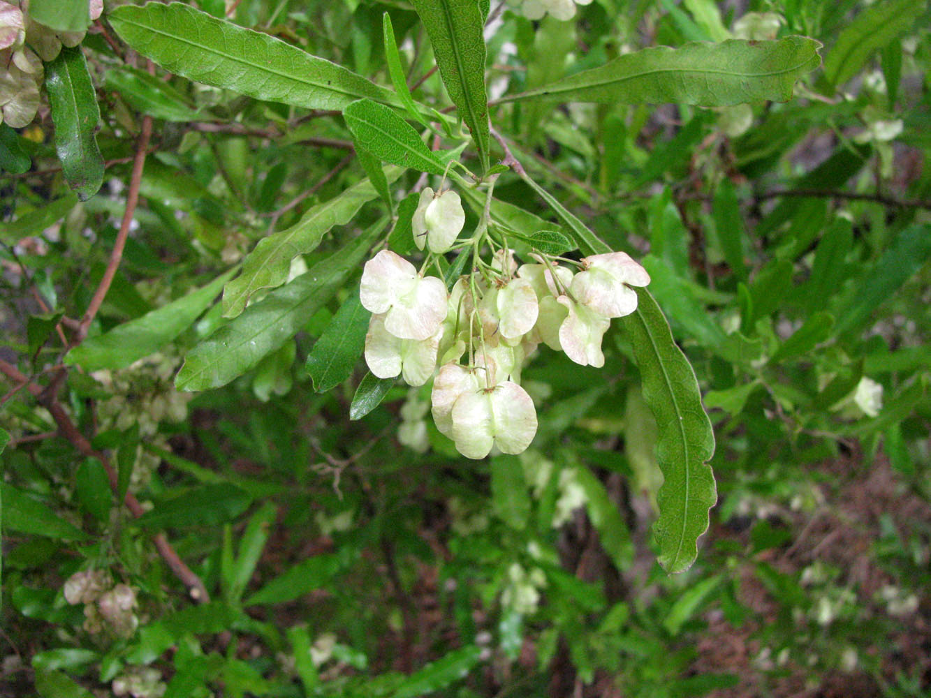 Изображение особи Dodonaea viscosa.