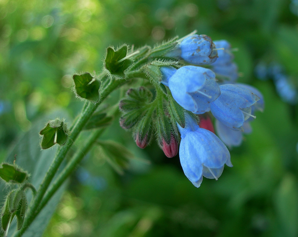 Изображение особи Symphytum caucasicum.