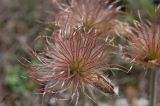 Pulsatilla taurica