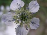 Nigella arvensis