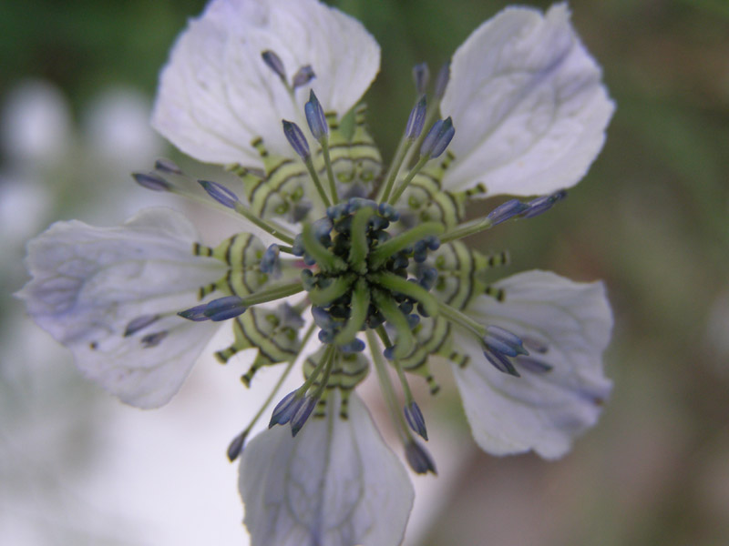 Image of Nigella arvensis specimen.