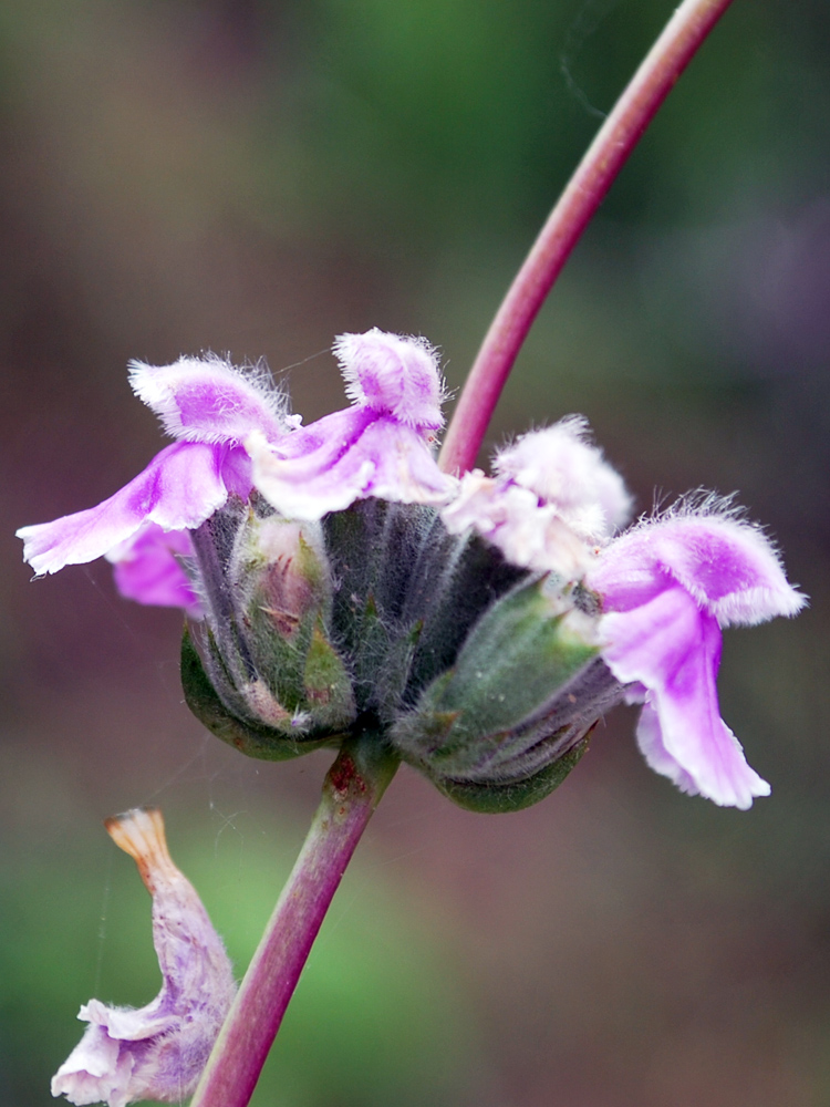 Image of Phlomoides brachystegia specimen.