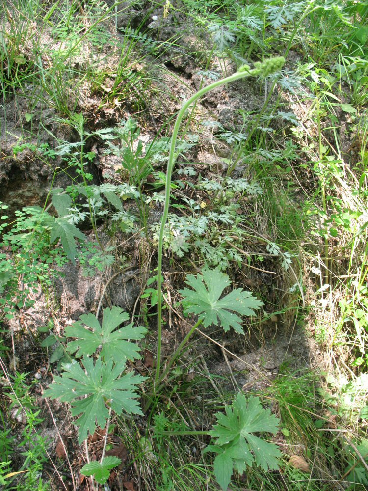 Изображение особи Aconitum sukaczevii.