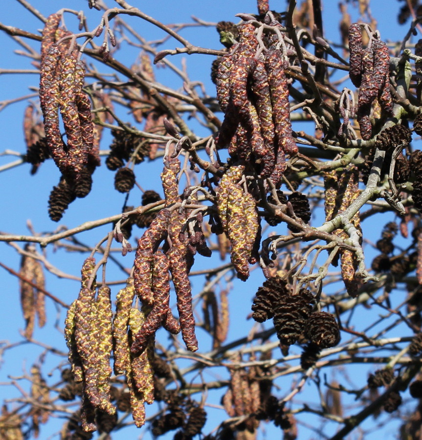 Image of Alnus glutinosa specimen.