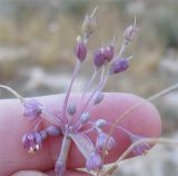 Allium daninianum