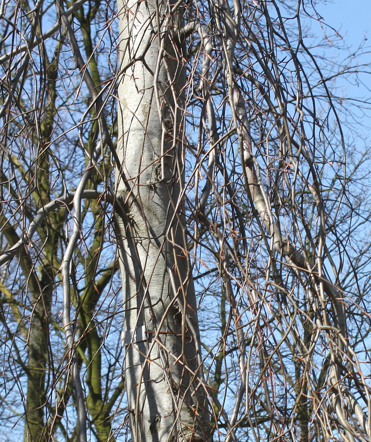 Image of Fagus sylvatica specimen.