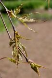 Betula form dalecarlica