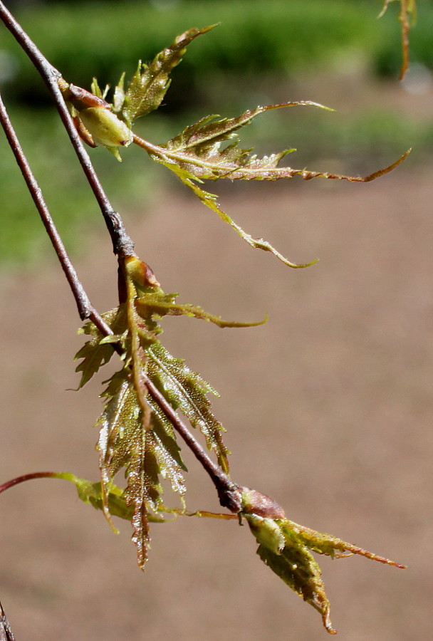 Image of Betula pendula f. dalecarlica specimen.