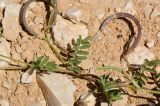 Astragalus callichrous. Часть побега с соплодиями. Израиль, нагорье Негев, окр. киббуца Сде Бокер, долина. 24.04.2013.