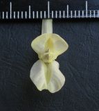 genus Corydalis. Цветок. Москва, в культуре с восточного Кавказа, р. Кудиалчай. 08.05.2013.