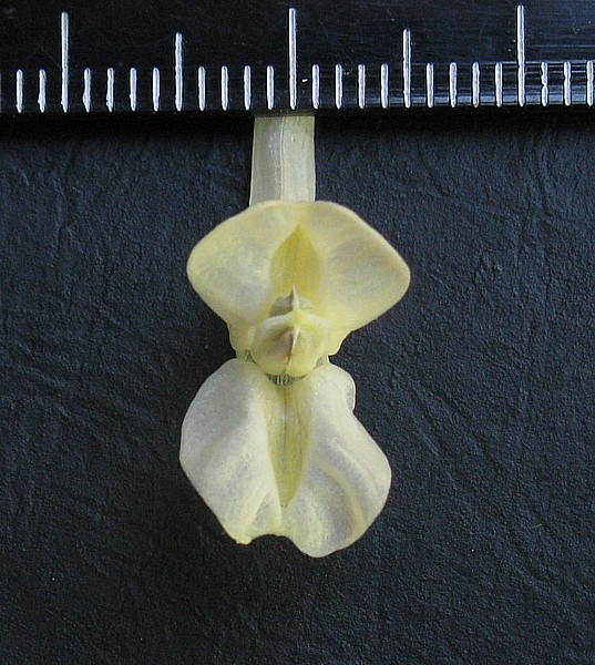 Image of genus Corydalis specimen.