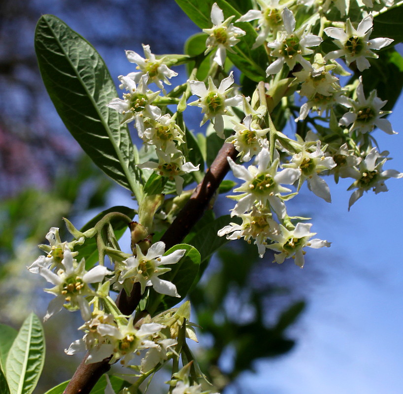 Изображение особи Oemleria cerasiformis.