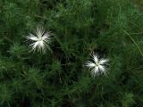 Dianthus tetralepis