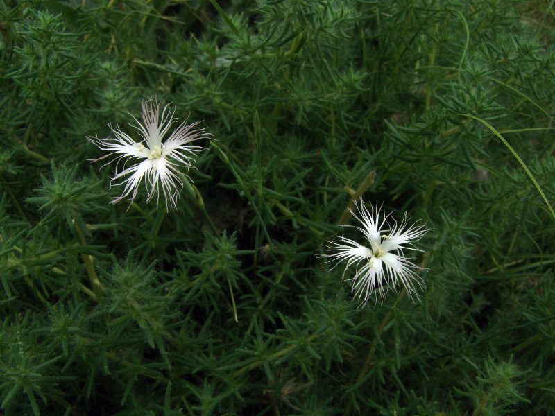 Изображение особи Dianthus tetralepis.