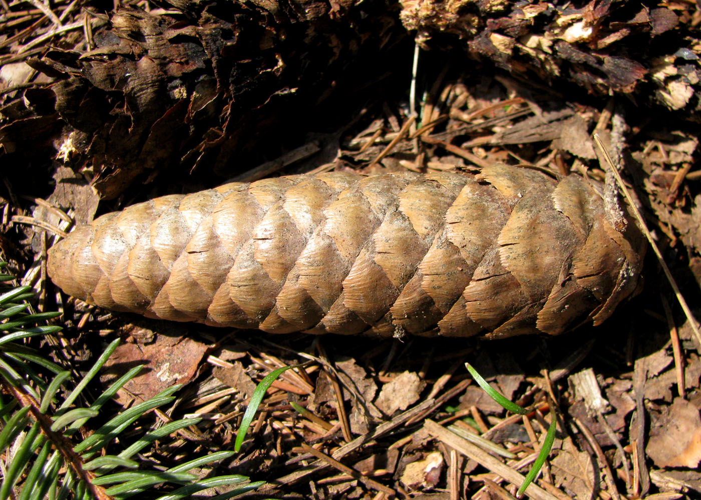 Image of Picea &times; fennica specimen.