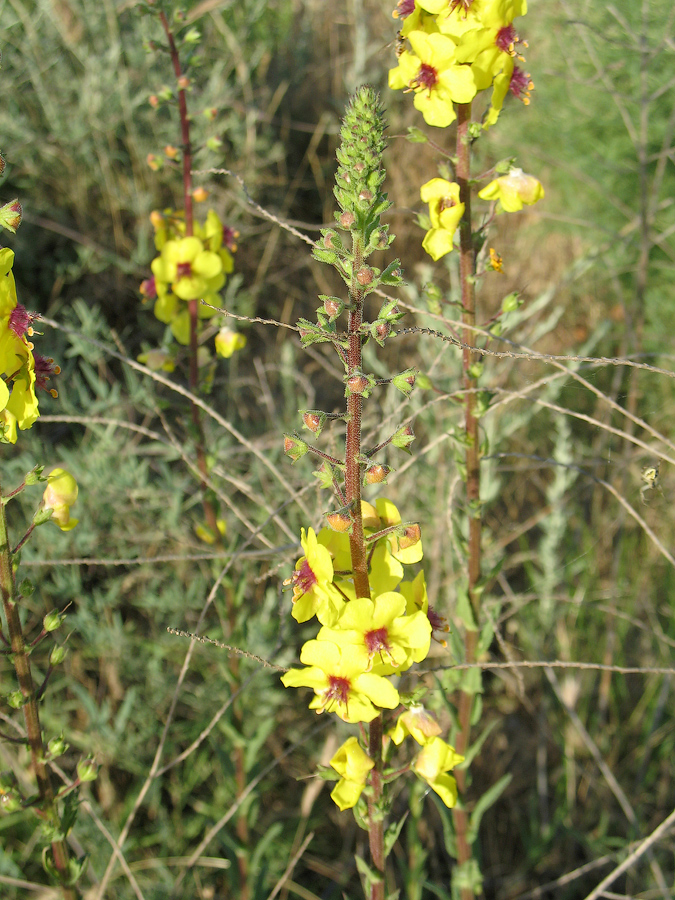Изображение особи Verbascum blattaria.