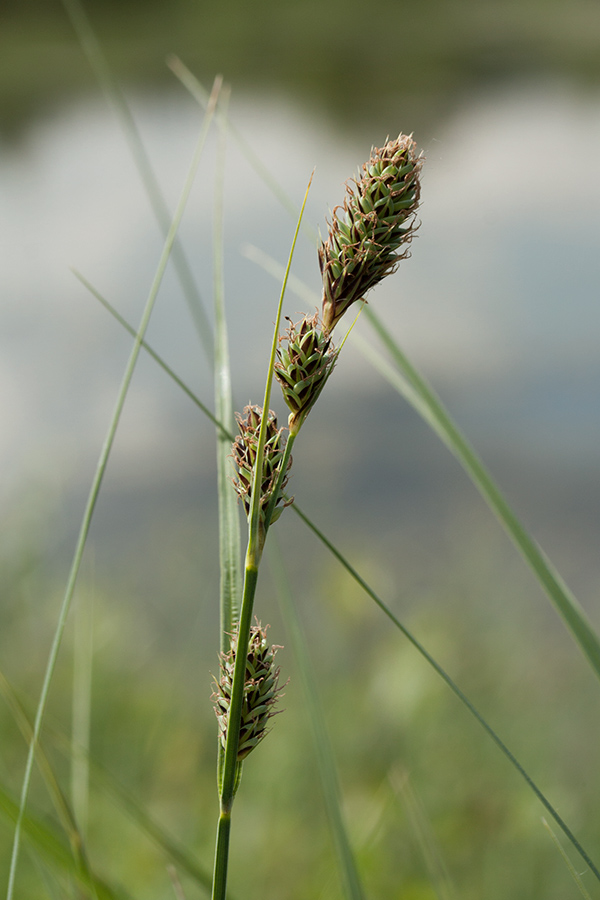 Image of Carex buxbaumii specimen.