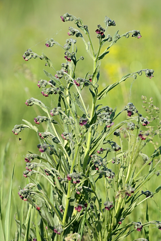 Image of Cynoglossum officinale specimen.