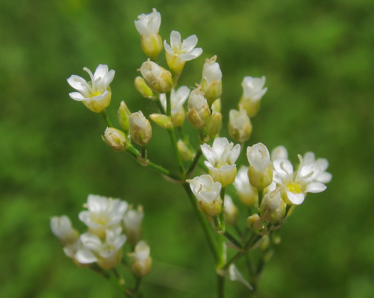 Изображение особи Eremogone longifolia.