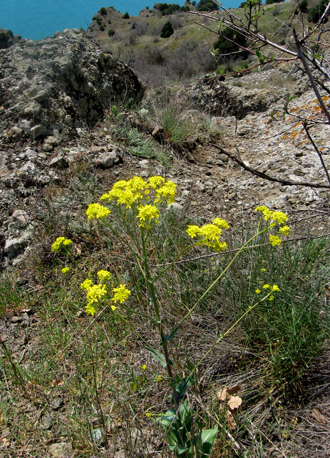 Изображение особи Isatis tinctoria.