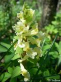 Corydalis marschalliana