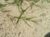Agrostis stolonifera