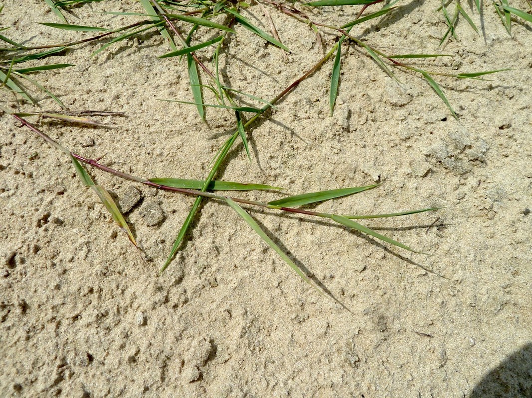 Изображение особи Agrostis stolonifera.