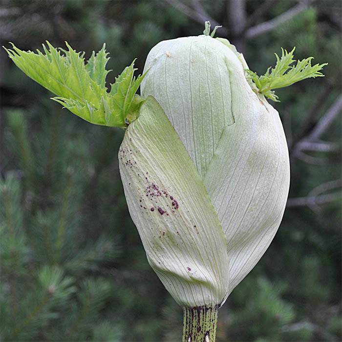 Image of Heracleum mantegazzianum specimen.